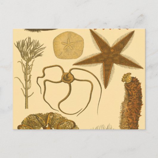 水中生物 ポストカード (正面)