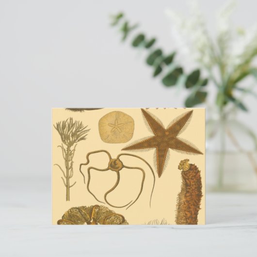 水中生物 ポストカード (スタンド正面)