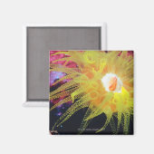 水中生物 マグネット (正面/裏面)