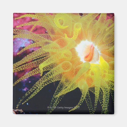 水中生物 マグネット (正面)