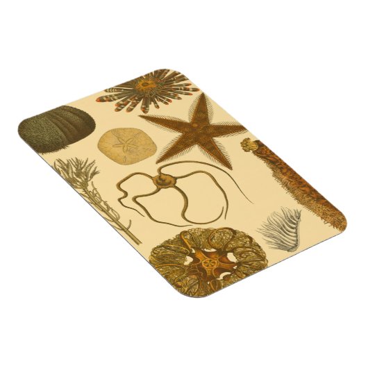 水中生物 マグネット (右側)