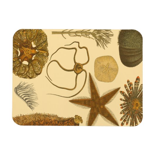 水中生物 マグネット (横)