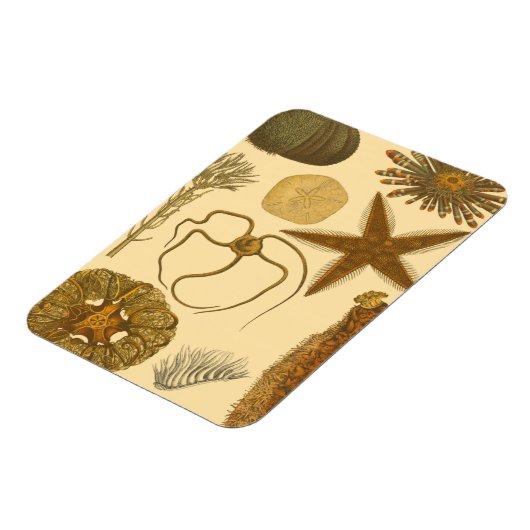 水中生物 マグネット (左側)