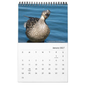 水中競技の鳥の南カリフォルニアのケリー・ナイン カレンダー (1月 2027)