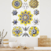 水中競技マクロライフ～ヘッケル～アメーバ ポスター (キッチン)