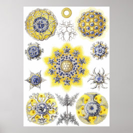 水中競技マクロライフ～ヘッケル～アメーバ ポスター