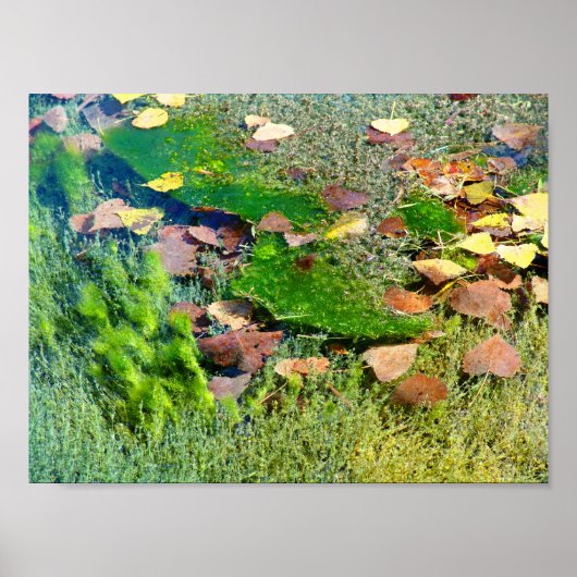 水中競技植物リンカーン公園III – カラー土曜日 ポスター (正面)