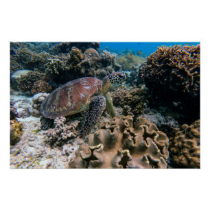 水中競技航海の写真海洋動物写真 ポスター