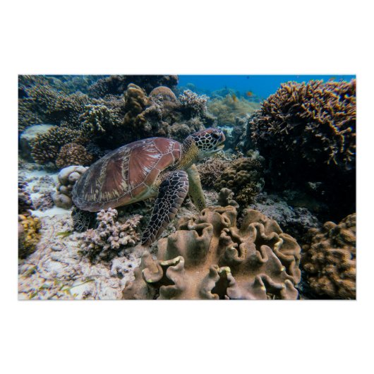水中競技航海の写真海洋動物写真 ポスター (正面)