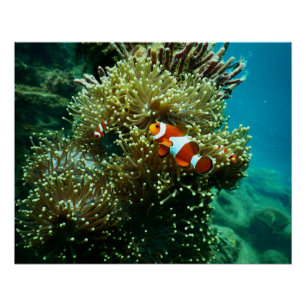 水中競技航海の写真海洋動物写真 ポスター