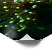 水中競技航海の写真海洋動物写真 ポスター (コーナー)