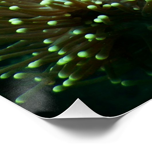 水中競技航海の写真海洋動物写真 ポスター (コーナー)