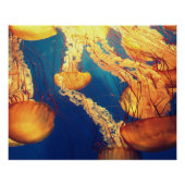 水中競技航海の写真海洋動物写真 ポスター (正面)