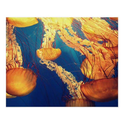 水中競技航海の写真海洋動物写真 ポスター (正面)