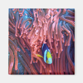 水中競技航海の写真海洋動物写真 マグネット