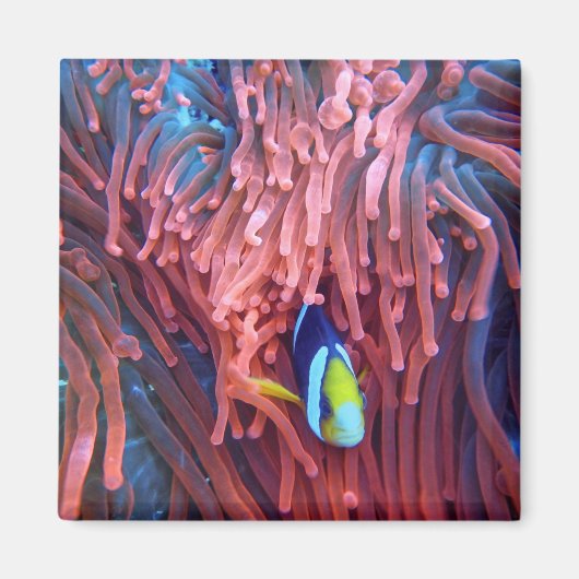 水中競技航海の写真海洋動物写真 マグネット (正面)