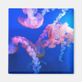 水中競技航海の写真海洋動物写真 マグネット