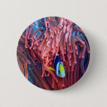 水中競技航海の写真海洋動物写真