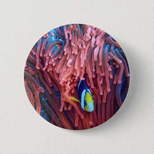 水中競技航海の写真海洋動物写真 缶バッジ (正面)