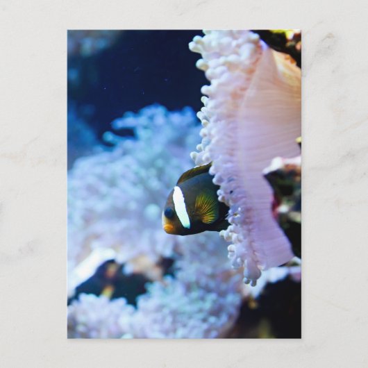 水中背景 ポストカード (正面)