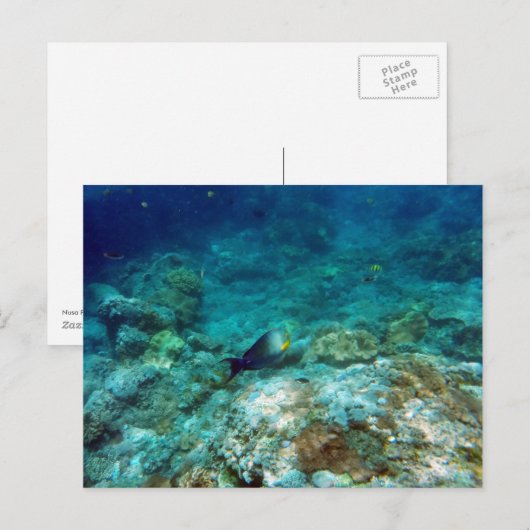 水中表示はがき ポストカード (正面/裏面)