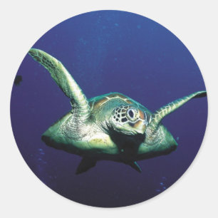 水中飛行 ラウンドシール