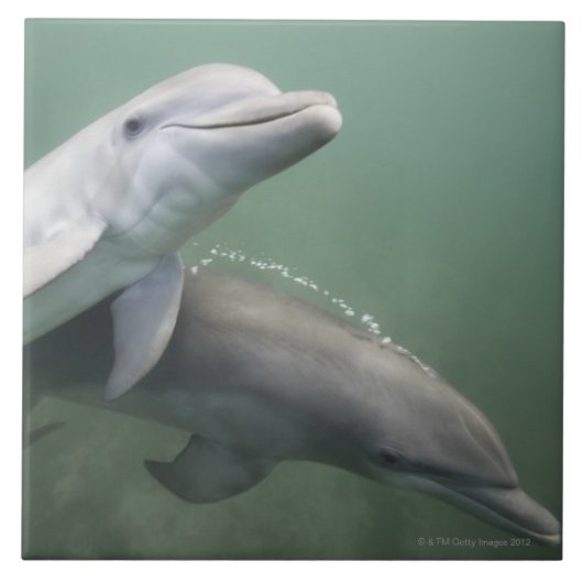 水中2頭のイルカ タイル (正面)