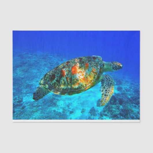 水中30 薄葉紙 (正面)