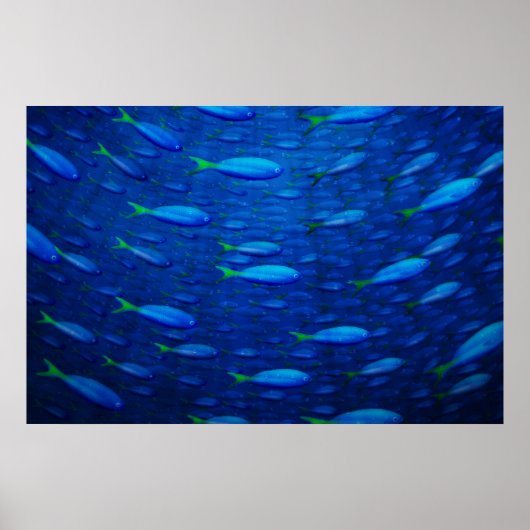 水中4 ポスター (正面)