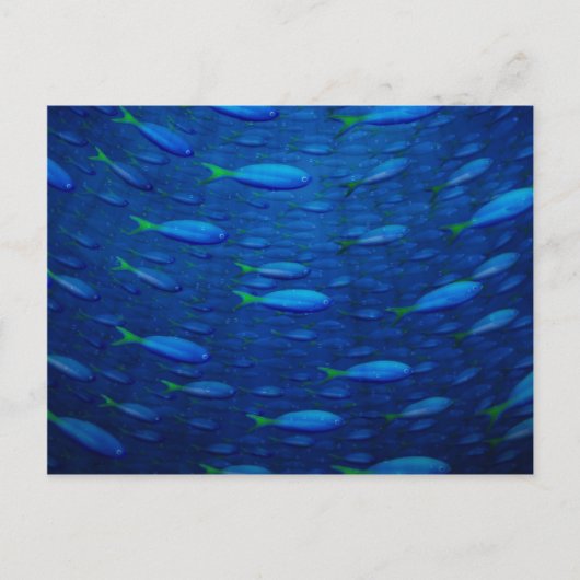 水中4 ポストカード (正面)