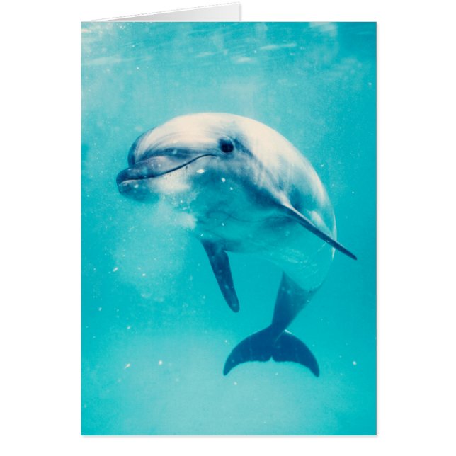 水中Bottlenosedのイルカ (正面)