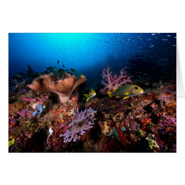 水中Laja Ampat (正面横)