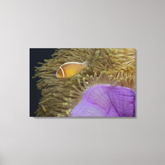 水中LIfe；魚：ピエモンフィッシュ（ピンク） キャンバスプリント (正面)