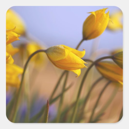 水仙のクローズアップ スクエアシール (正面)