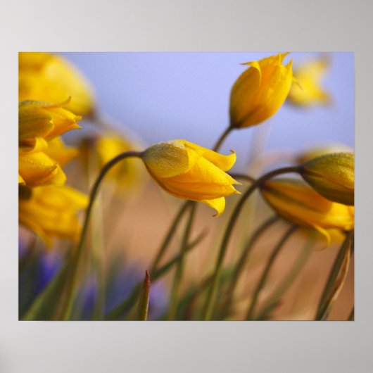 水仙のクローズアップ ポスター (正面)