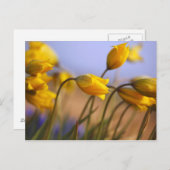 水仙のクローズアップ ポストカード (正面/裏面)