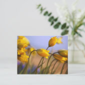 水仙のクローズアップ ポストカード (スタンド正面)