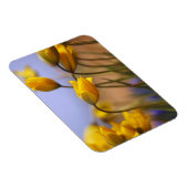 水仙のクローズアップ マグネット (右側)