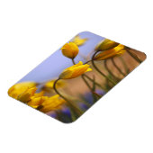 水仙のクローズアップ マグネット (左側)