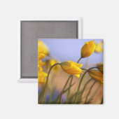 水仙のクローズアップ マグネット (正面/裏面)