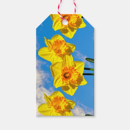 水仙のグループ金ゴールドメダルの花 ギフトタグ (正面)