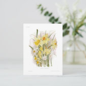 水仙の群れ ポストカード (スタンド正面)