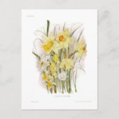 水仙の群れ ポストカード (正面)