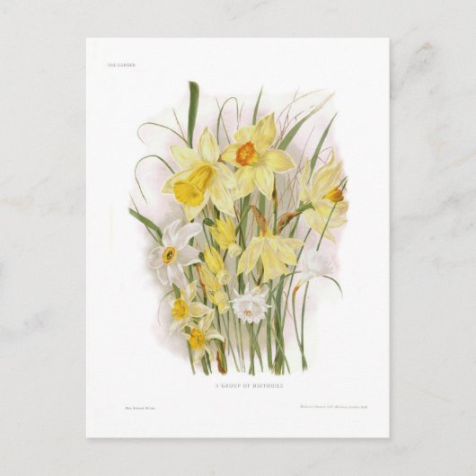 水仙の群れ ポストカード (正面)