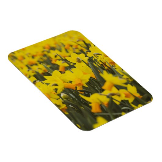 水仙の花畑のポストカード マグネット (右側)