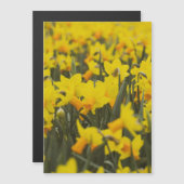 水仙の花畑 ポストカード マグネット (正面/裏面)