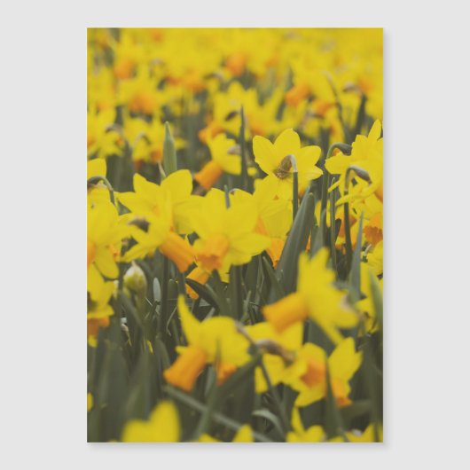 水仙の花畑 ポストカード マグネット (正面)