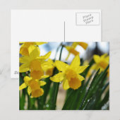 水仙の雨滴 ポストカード (正面/裏面)