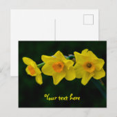水仙の3つ組 ポストカード (正面/裏面)
