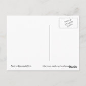 水仙はがき ポストカード (裏面)